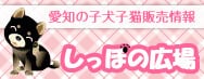愛知の子犬子猫販売情報 しっぽの広場