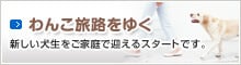 わんこ旅路をいく　新しい犬生をご家族で迎えるスタートです。