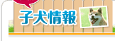 最新子犬情報