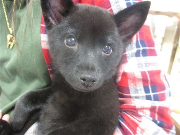 巣立った子犬子猫たち 詳細 愛知県名古屋市のペットショップ ワンラブ