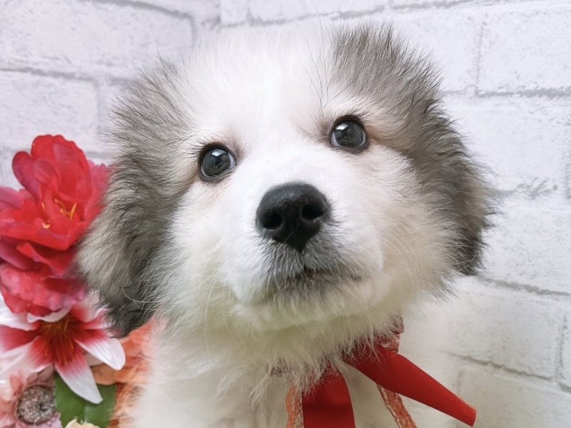 新潟県のグレートピレニーズ (ワンラブフレスポ赤道店/2024年1月20日生まれ/男の子/ホワイトグレーマーキング)の子犬