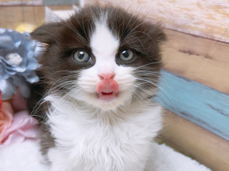 新潟県のスコティッシュフォールド (ワンラブフレスポ赤道店/2024年2月19日生まれ/男の子/ブラックホワイト)の子猫