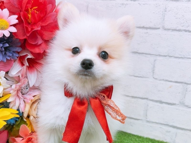 沖縄県のハーフ犬 (ワンラブMEGAドン・キホーテ宜野湾店/2024年3月20日生まれ/男の子/クリームホワイト)の子犬