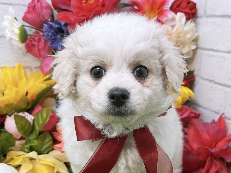新潟県のハーフ犬 (ワンラブフレスポ赤道店/2024年3月30日生まれ/男の子/ホワイトクリーム)の子犬