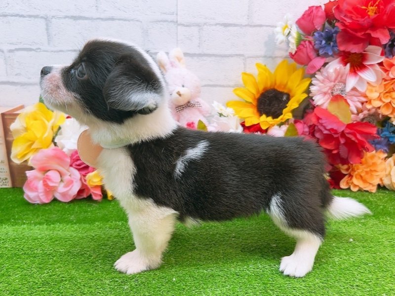 2024年4月10日生まれのハーフ犬の3枚目の写真