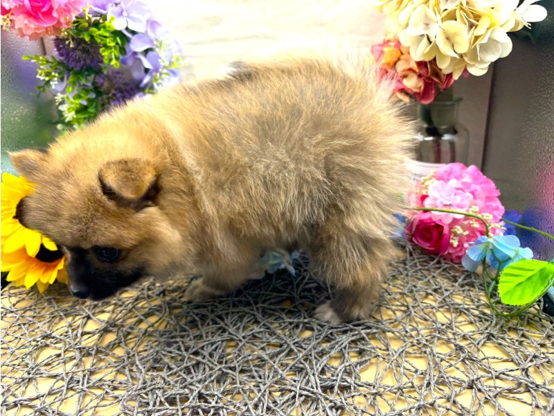 2024年4月26日生まれのハーフ犬の2枚目の写真