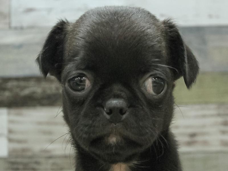 岐阜県のハーフ犬 (ワンラブイオンモール土岐店/2023年12月17日生まれ/男の子/ブラック)の子犬