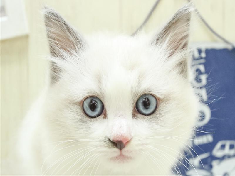 静岡県のラグドール (ワンラブカインズ沼津店/2024年1月20日生まれ/女の子/ブルーポイントバイカラー)の子猫