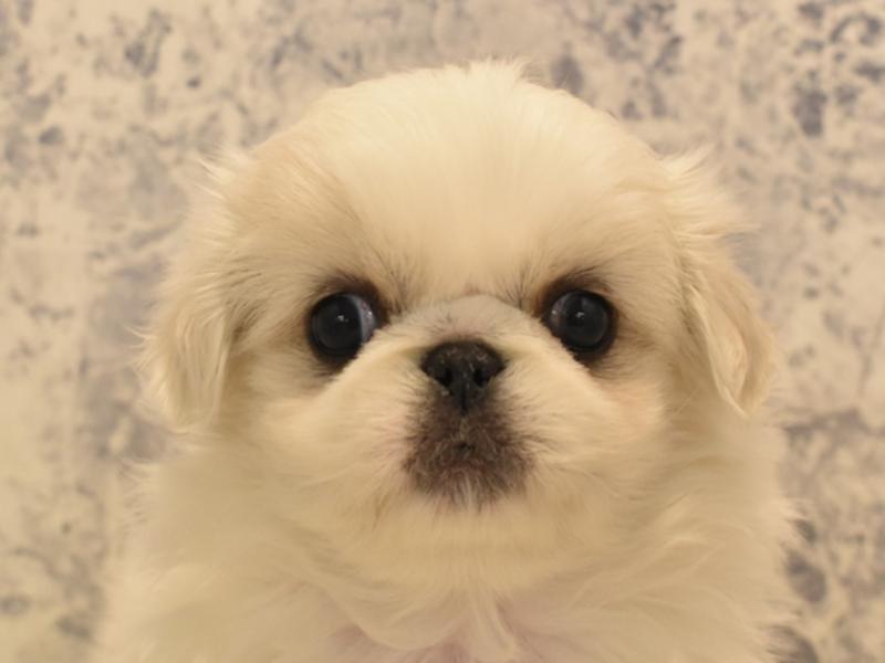 青森県のペキニーズ (ワンラブエルムの街店/2024年1月22日生まれ/男の子/ホワイトクリーム)の子犬