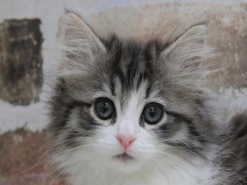 静岡県のノルウェージャンフォレストキャット (ワンラブ静岡PARCO店/2024年1月24日生まれ/女の子/ブラウンマッカレルタビーホワイト)の子猫