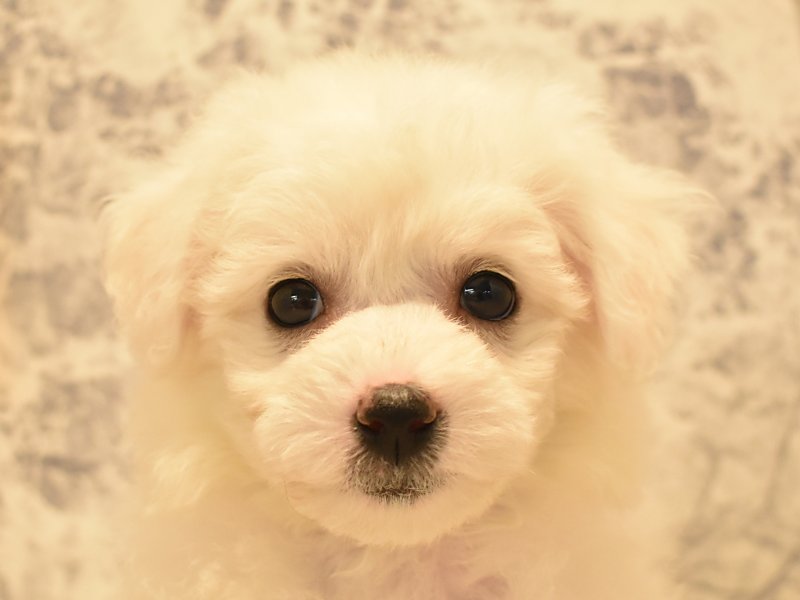 千葉県のビションフリーゼ (ワンラブユニモちはら台店/2024年1月31日生まれ/女の子/ホワイト)の子犬
