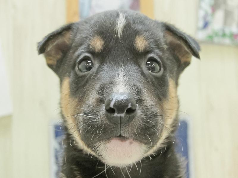 滋賀県のハーフ犬 (ワンラブイオンタウン彦根店/2024年2月2日生まれ/男の子/ブラックタン)の子犬