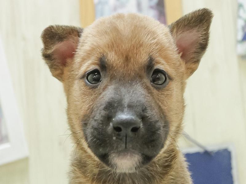 鹿児島県のハーフ犬 (ワンラブニシムタ N'sCITY谷山店/2024年2月2日生まれ/女の子/レッド)の子犬