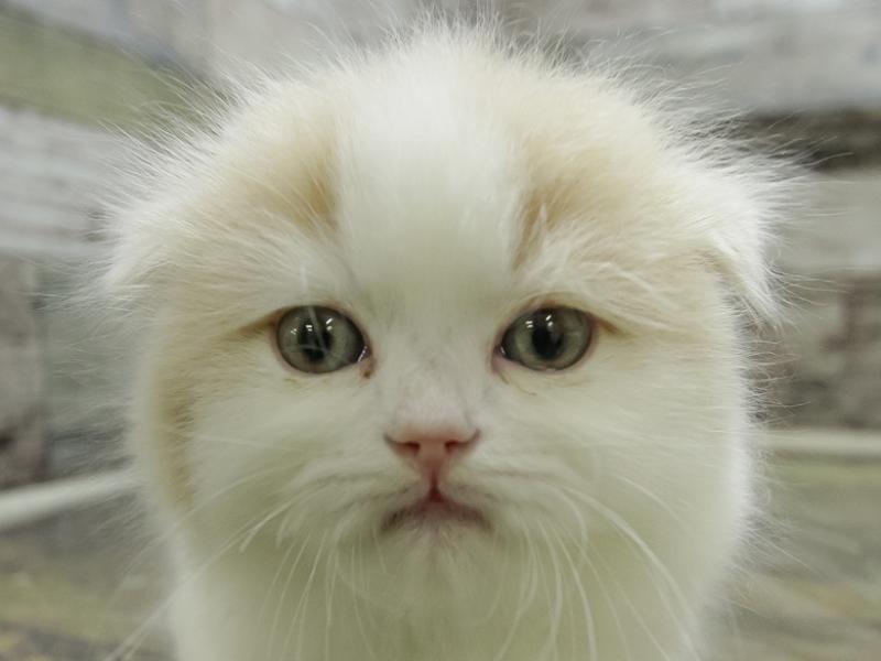 静岡県のスコティッシュフォールド (ワンラブ静岡PARCO店/2024年2月4日生まれ/女の子/クリームホワイト)の子猫