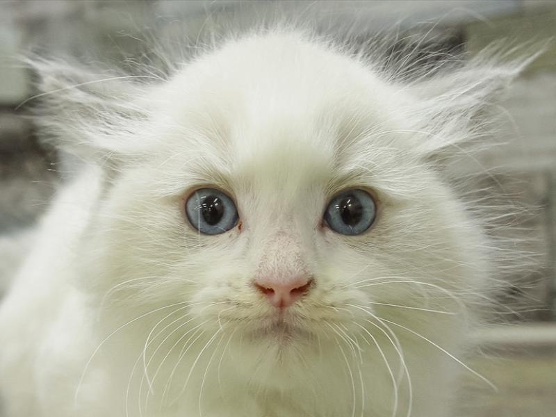 静岡県のラグドール (ワンラブららぽーと沼津店/2024年2月2日生まれ/男の子/ブルーポイントバイカラー)の子猫