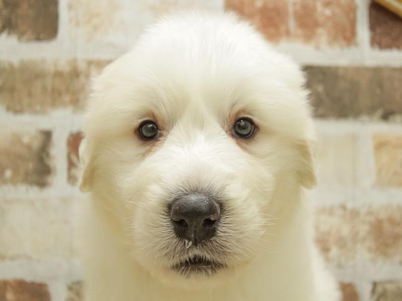 愛知県のグレートピレニーズ (ワンラブ星崎店/2024年1月31日生まれ/男の子/ホワイト)の子犬