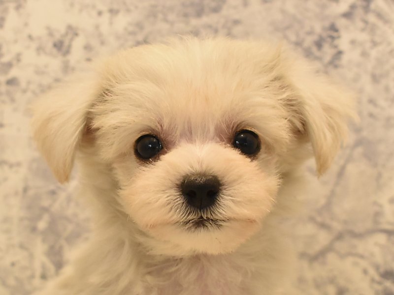 愛知県のハーフ犬 (ワンラブイオンモール新瑞橋店/2024年2月2日生まれ/男の子/ホワイト)の子犬