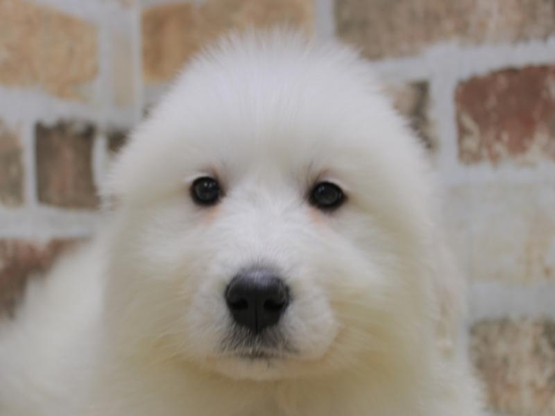 愛知県のグレートピレニーズ (ワンラブおっきなもふもふ名古屋総本店/2024年2月8日生まれ/男の子/ホワイト)の子犬