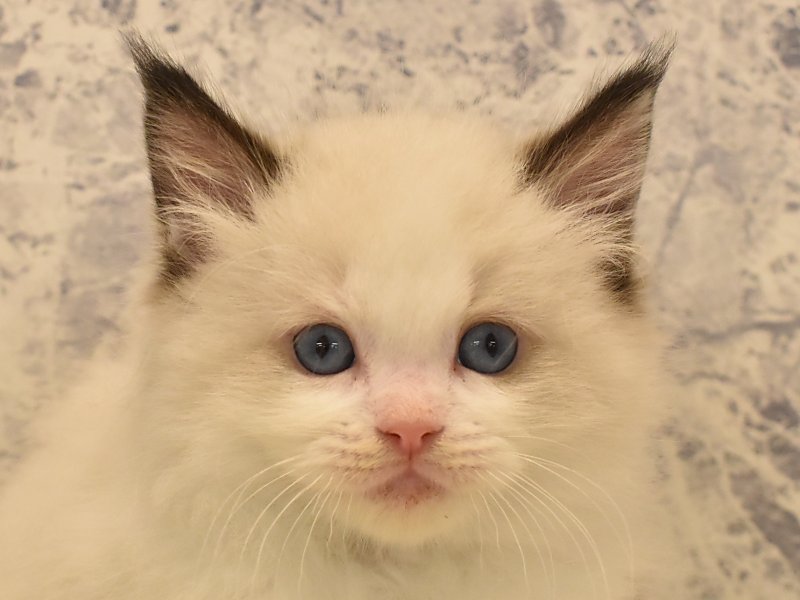 青森県のラグドール (ワンラブエルムの街店/2024年2月7日生まれ/男の子/シールポイントバイカラー)の子猫