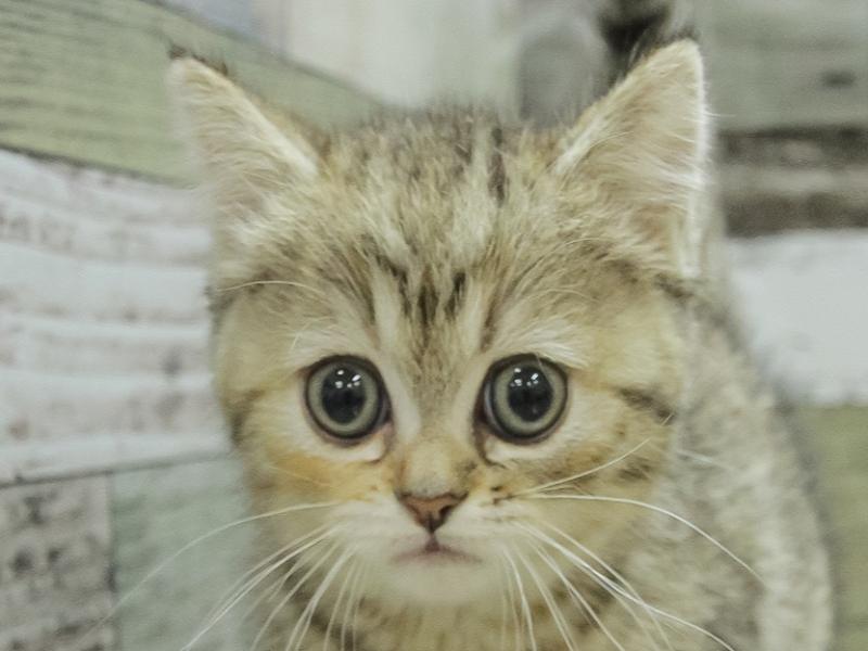 鳥取県のミヌエット (ワンラブカインズ鳥取店/2024年2月10日生まれ/女の子/ブラウンパッチドタビー)の子猫