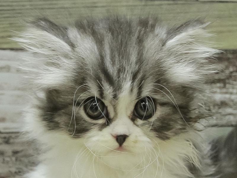 沖縄県のフォールデックス (ワンラブMEGA ドン・キホーテうるま店/2024年2月11日生まれ/女の子/シルバータビーホワイト)の子猫