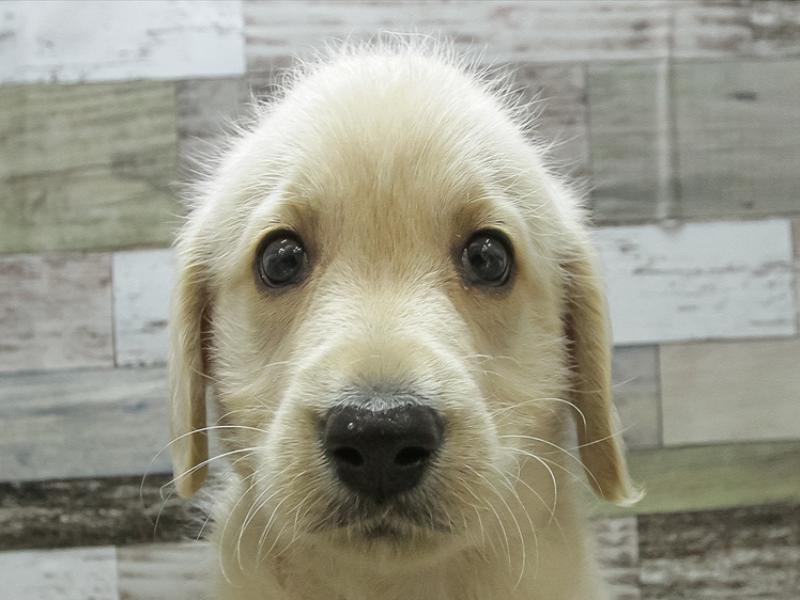 愛知県のハーフ犬 (ワンラブおっきなもふもふ名古屋総本店/2024年2月9日生まれ/男の子/イエロー)の子犬