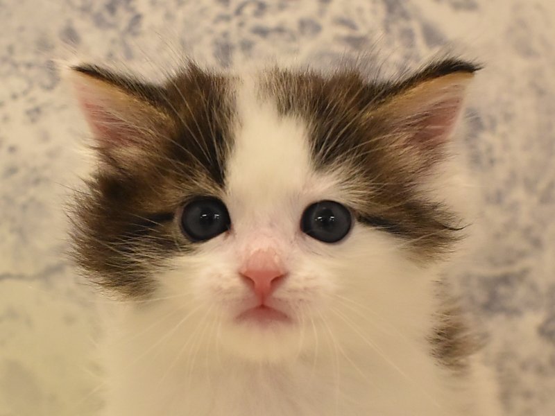青森県のメインクーン (ワンラブエルムの街店/2024年2月9日生まれ/男の子/ブラウンタビーホワイト)の子猫