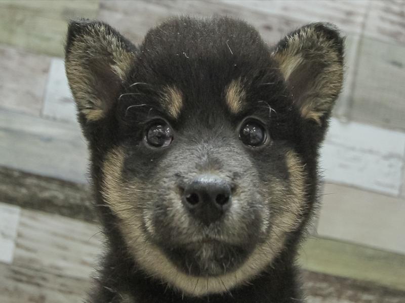2024年2月10日生まれの柴犬(標準サイズ)の1枚目の写真