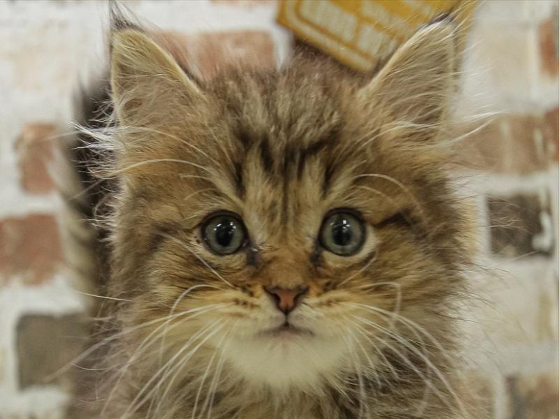 鳥取県のスコティッシュフォールド (ワンラブカインズ鳥取店/2024年2月9日生まれ/男の子/ブラウンタビー)の子猫
