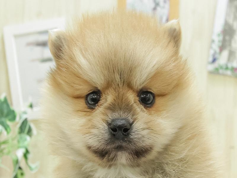 愛知県のポメラニアン (ワンラブNEW・CROSSTOWN店/2024年2月15日生まれ/男の子/オレンジ)の子犬