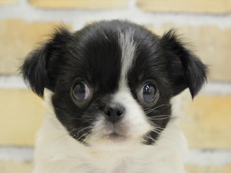 福岡県のハーフ犬 (ワンラブ福岡総本店/2024年2月18日生まれ/男の子/ブラックホワイト)の子犬