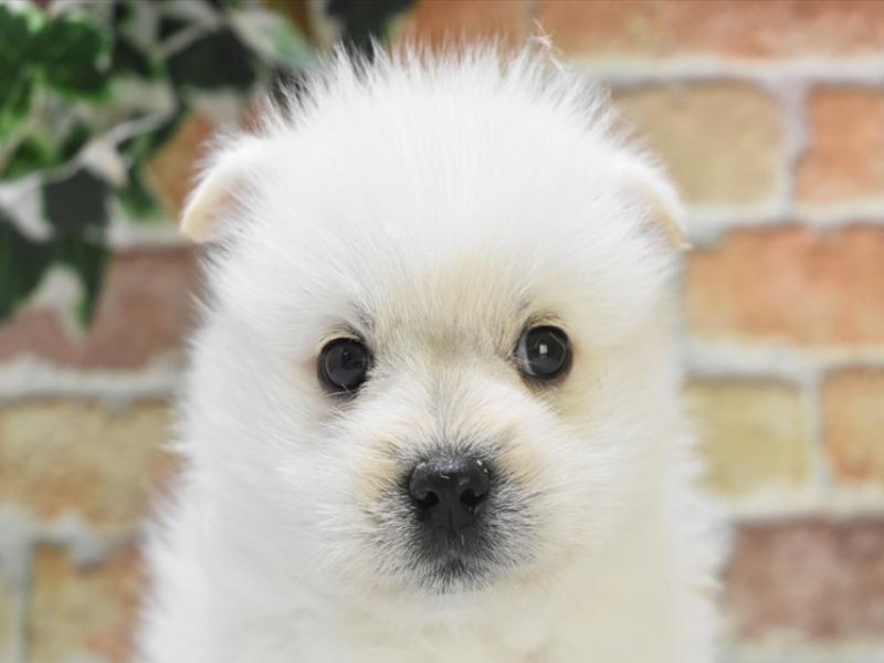 福井県のハーフ犬 (ワンラブコメリパワー坂井店/2024年2月20日生まれ/男の子/ホワイト)の子犬