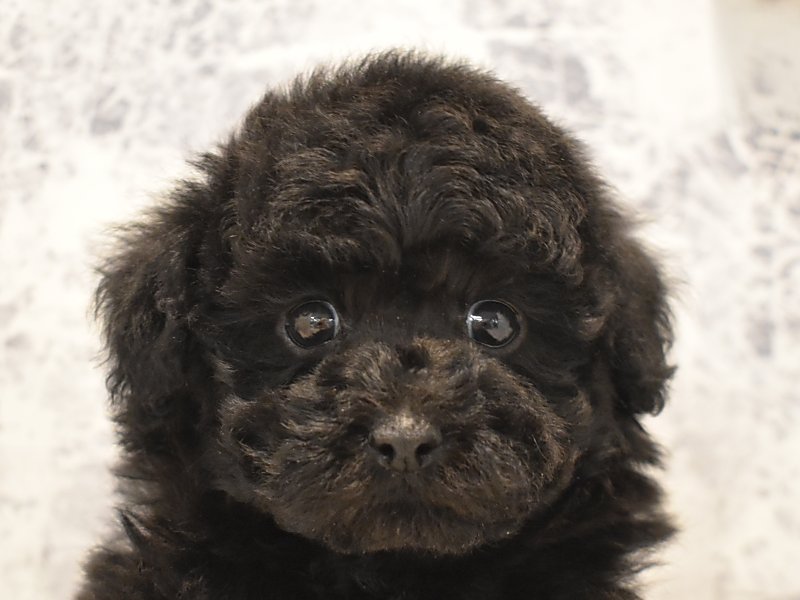 神奈川県のタイニープードル (ワンラブCoaska Bayside横須賀店/2024年2月22日生まれ/男の子/ブラック)の子犬