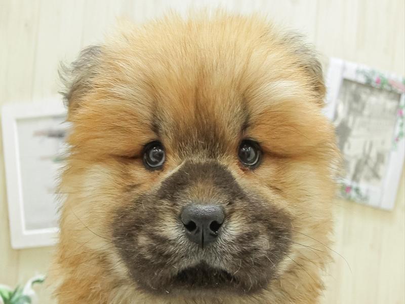 愛知県のチャウチャウ (ワンラブおっきなもふもふ名古屋総本店/2024年2月24日生まれ/男の子/レッド)の子犬