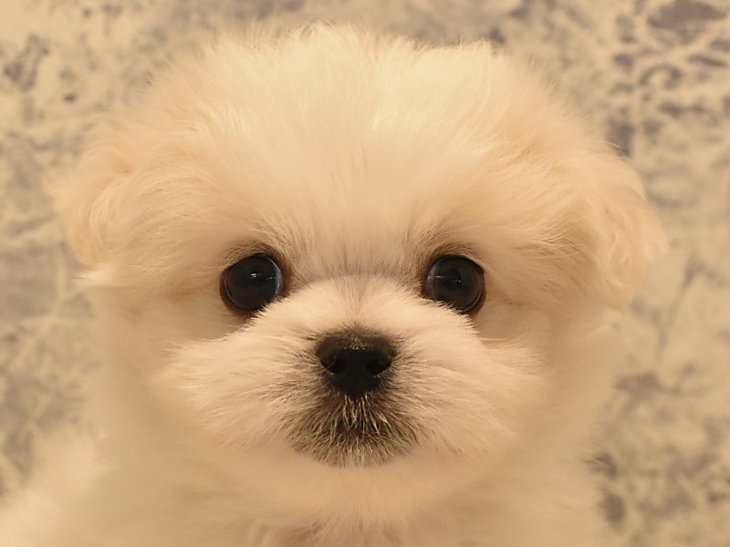 山口県のハーフ犬 (ワンラブおのだサンパーク店/2024年2月22日生まれ/男の子/ホワイトクリーム)の子犬