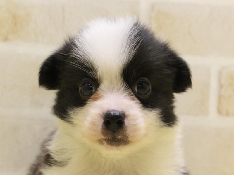 青森県のハーフ犬 (ワンラブエルムの街店/2024年2月25日生まれ/男の子/ブラックホワイト)の子犬