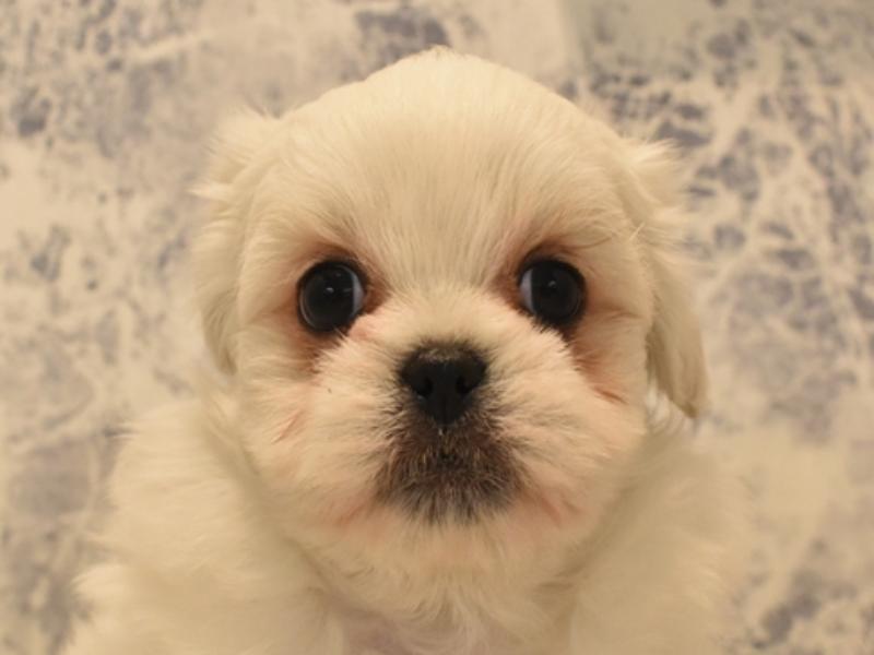 滋賀県のハーフ犬 (ワンラブカインズ甲賀店/2024年2月26日生まれ/男の子/ホワイト)の子犬