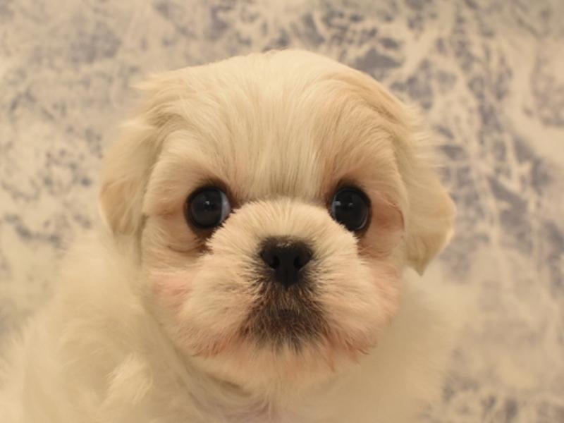 静岡県のハーフ犬 (ワンラブららぽーと沼津店/2024年2月26日生まれ/男の子/ホワイト)の子犬