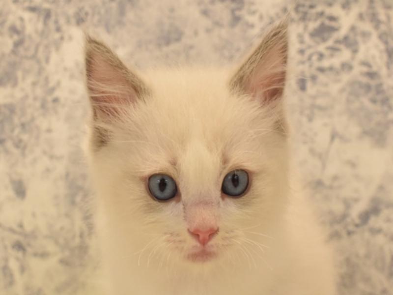 静岡県のラグドール (ワンラブカインズ伊東店/2024年2月22日生まれ/男の子/シールポイントバイカラー)の子猫