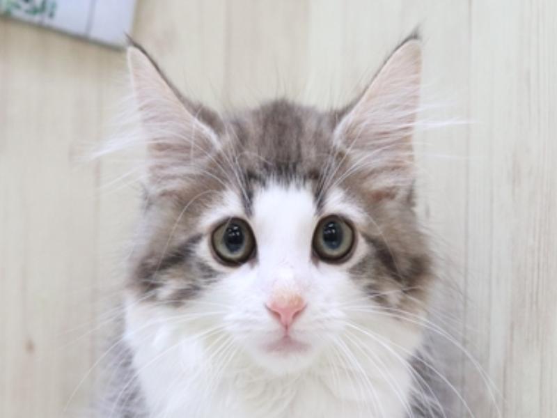 熊本県のノルウェージャンフォレストキャット (ワンラブイオンタウン西熊本店/2024年2月20日生まれ/男の子/ブルータビーホワイト)の子猫