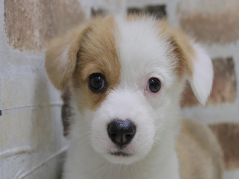 沖縄県のウェルシュコーギーペンブローク (ワンラブカインズABLOうるま店/2024年2月25日生まれ/男の子/レッドホワイト)の子犬