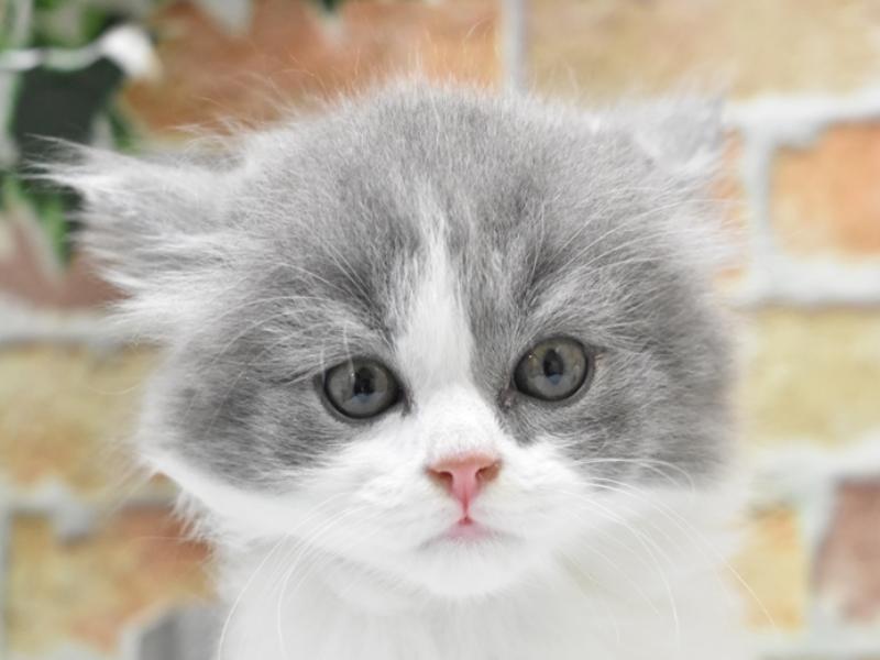 神奈川県のブリティッシュロングヘアー (ワンラブTHE OUTLETS  湘南平塚店/2024年2月25日生まれ/男の子/ブルーホワイト)の子猫