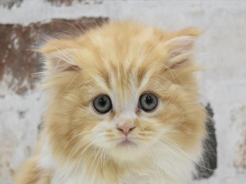 富山県のマンチカン (ワンラブアピア富山店/2024年2月29日生まれ/男の子/レッドタビーホワイト)の子猫