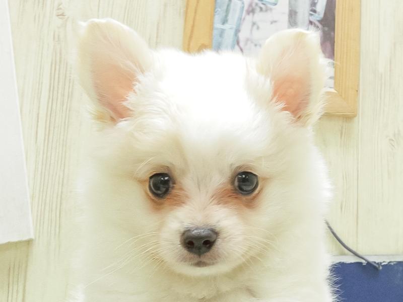 三重県のハーフ犬 (ワンラブイオンタウン津城山店/2024年3月1日生まれ/男の子/パーティーカラー)の子犬