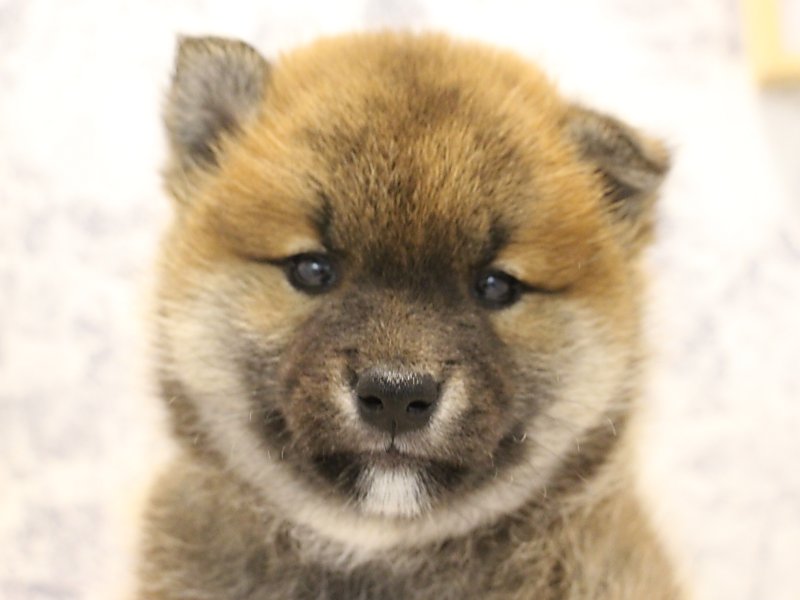 福岡県の柴犬(標準サイズ) (ワンラブ九州統括管理センター/2024年3月1日生まれ/男の子/赤)の子犬