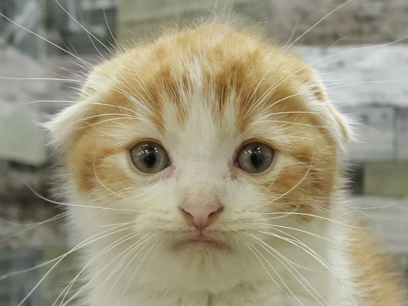 愛知県のスコティッシュフォールド (ワンラブMEGAﾄﾞﾝ･ｷﾎｰﾃ ｸﾗｽﾎﾟ蒲郡店/2024年2月28日生まれ/男の子/レッドタビーホワイト)の子猫