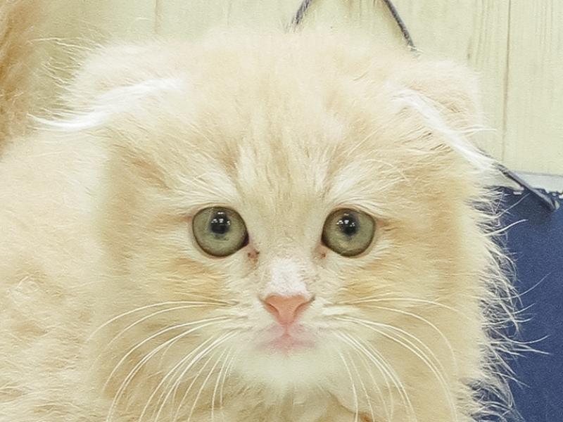 愛知県のスコティッシュフォールド (ワンラブカインズ小牧店/2024年3月3日生まれ/女の子/クリーム)の子猫