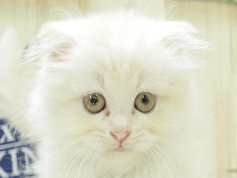 愛知県のスコティッシュフォールド (ワンラブカインズ小牧店/2024年3月3日生まれ/女の子/クリームホワイト)の子猫