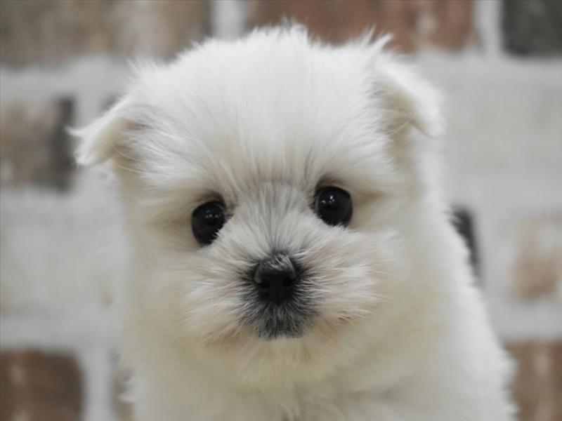 滋賀県のハーフ犬 (ワンラブコーナン イオン長浜店/2024年3月4日生まれ/女の子/ホワイト)の子犬