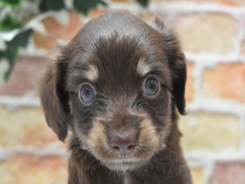 青森県のチワックス(チワワ×ダックス) (ワンラブエルムの街店/2024年3月1日生まれ/女の子/チョコレートタン)の子犬